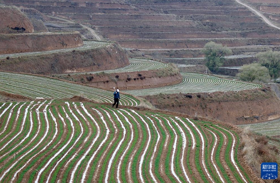 中國全土における冬小麥の播種が約7割完了