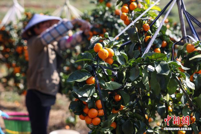 収穫を待つ栽培拠點の金秋砂糖橘（11月12日撮影?瞿宏倫）。