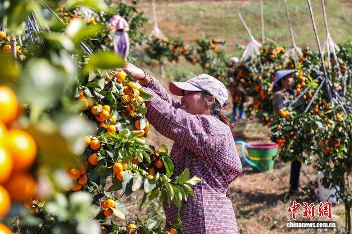 農民を豊かにする小さなミカン　貴州省獨山