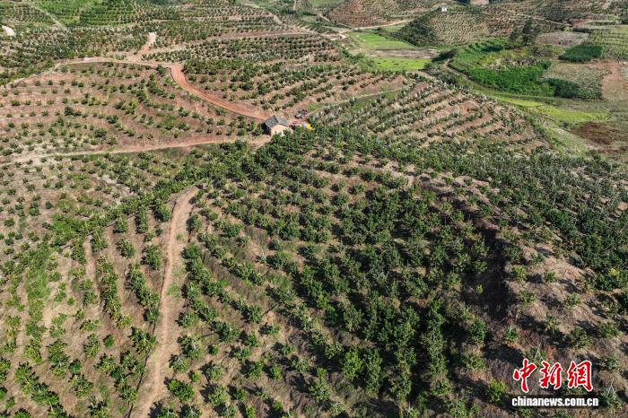 農(nóng)民を豊かにする小さなミカン　貴州省獨(dú)山