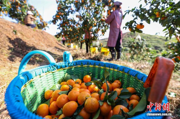 農(nóng)民を豊かにする小さなミカン　貴州省獨(dú)山