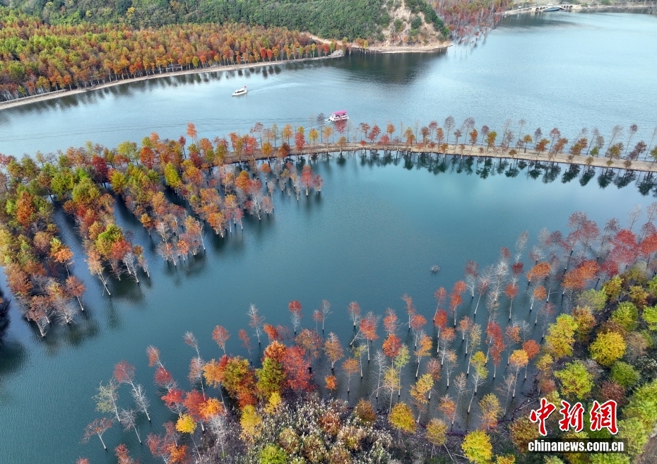 安徽省寧國市方塘郷に広がるラクウショウの林（ドローンによる撮影?毛建軍）。