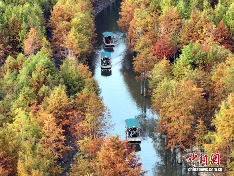 見頃を迎えたラクウショウ　安徽省