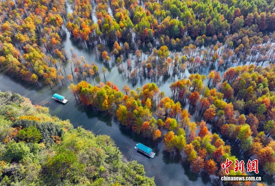 見頃を迎えたラクウショウ　安徽省