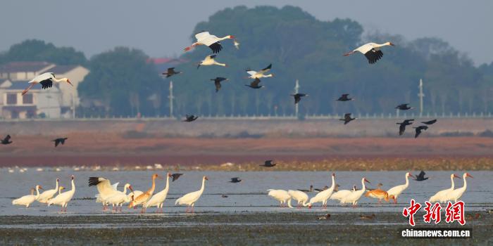 11月12日、鄱陽湖の奧地に位置する江西省九江市永修県呉城鎮(zhèn)に、タンチョウなどの渡り鳥が集まっている。（撮影?王小龍）