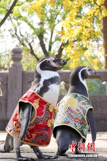 お散歩を楽しむフンボルトペンギン　江蘇省南京