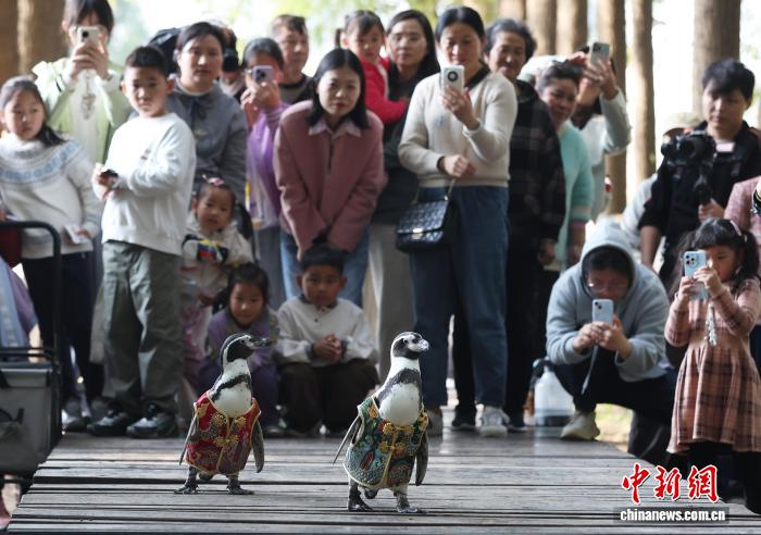 お散歩を楽しむフンボルトペンギン　江蘇省南京