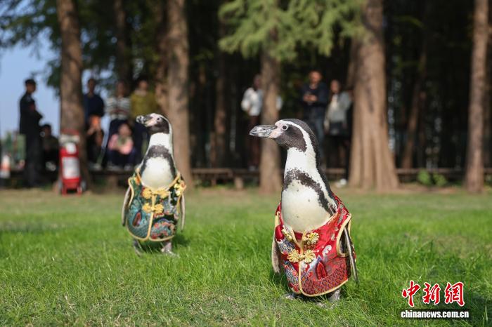 お散歩を楽しむフンボルトペンギン　江蘇省南京
