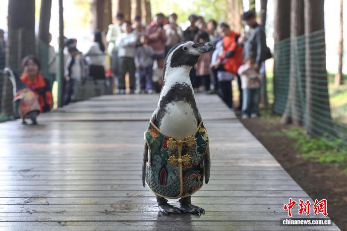 お散歩を楽しむフンボルトペンギン　江蘇省南京