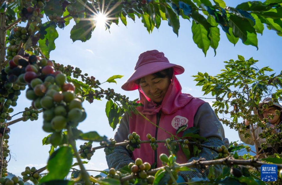 コーヒーの収穫シーズンが到來　雲(yún)南省保山
