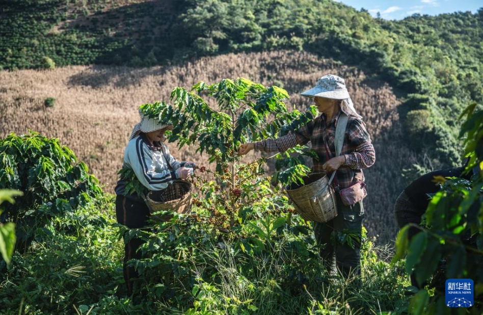 コーヒーの収穫シーズンが到來　雲(yún)南省保山