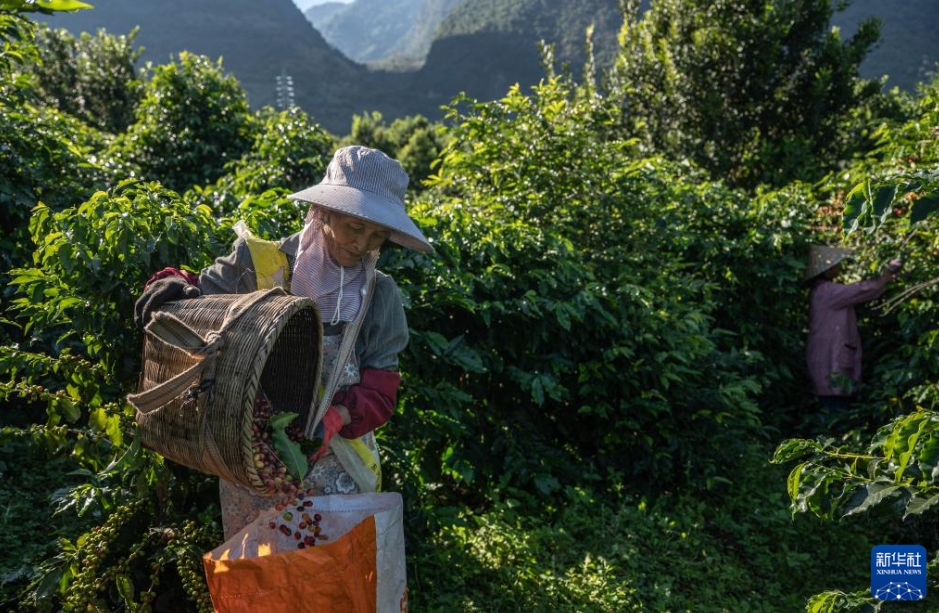 コーヒーの収穫シーズンが到來　雲(yún)南省保山