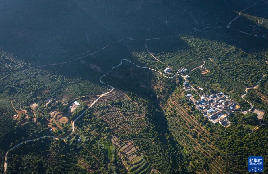 コーヒーの収穫シーズンが到來(lái)　雲(yún)南省保山