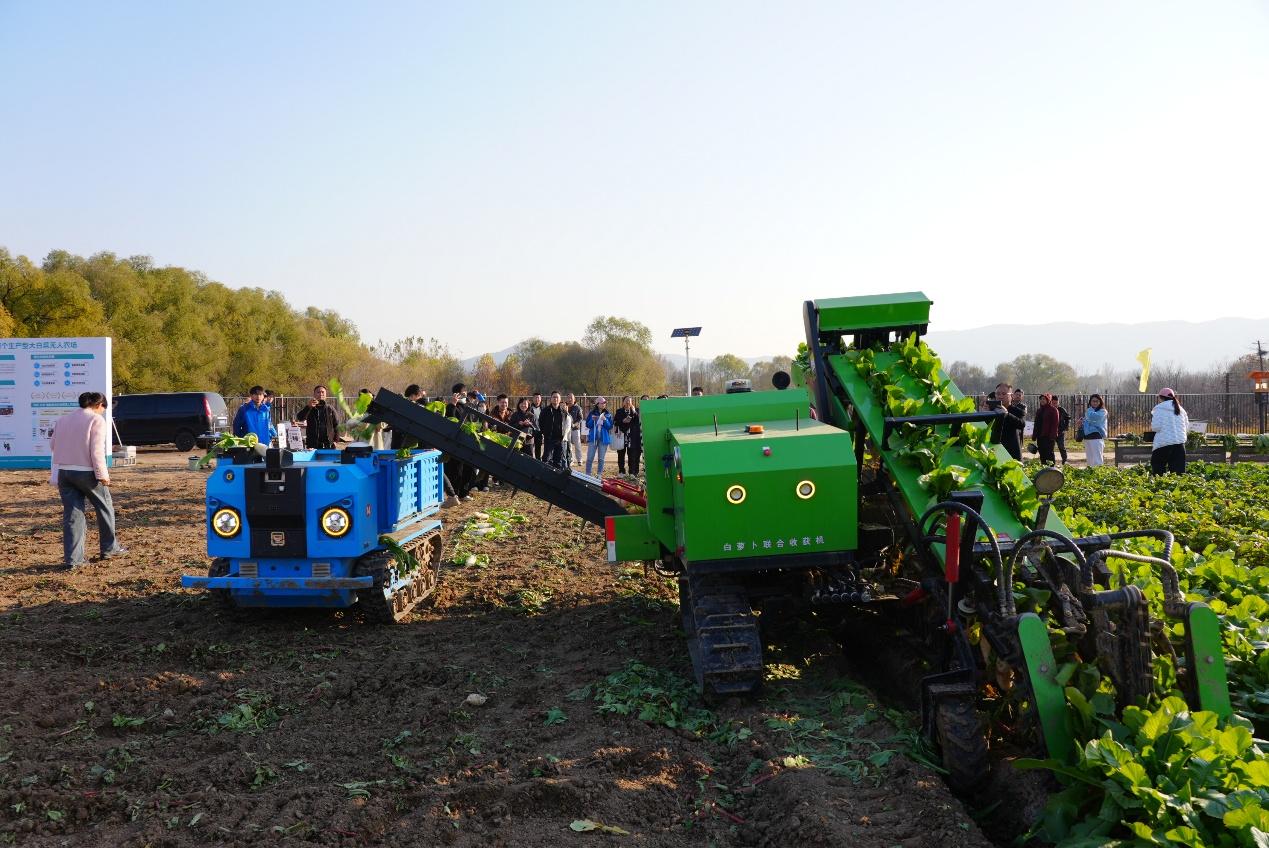 ハクサイ収穫エリア（畫像提供 · 北京市農(nóng)業(yè)農(nóng)村宣伝センター）。