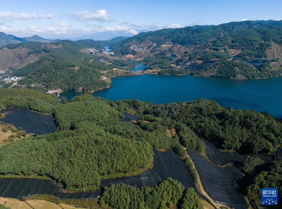 雲(yún)南省保山市隆陽(yáng)區(qū)楊柳白(ペー)族彝(イ)族郷冷水村で撮影したワサビ栽培拠點(diǎn)（11月17日、ドローンによる撮影?高詠薇）