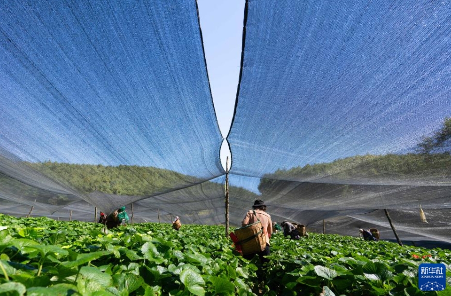 ワサビ栽培で農(nóng)家の増収をバックアップ　雲(yún)南省保山市