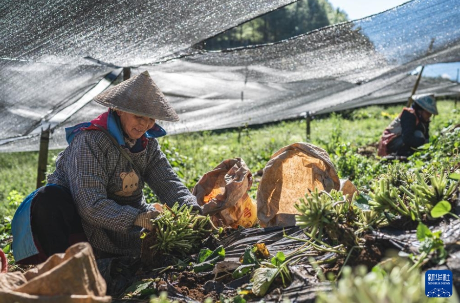 ワサビ栽培で農(nóng)家の増収をバックアップ　雲(yún)南省保山市
