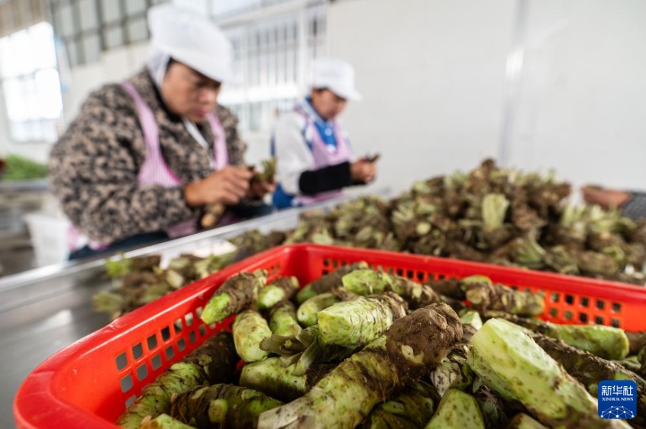 ワサビ栽培で農(nóng)家の増収をバックアップ　雲(yún)南省保山市