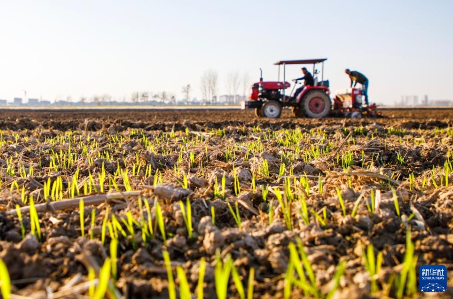 全國の冬小麥播種率が9割超に