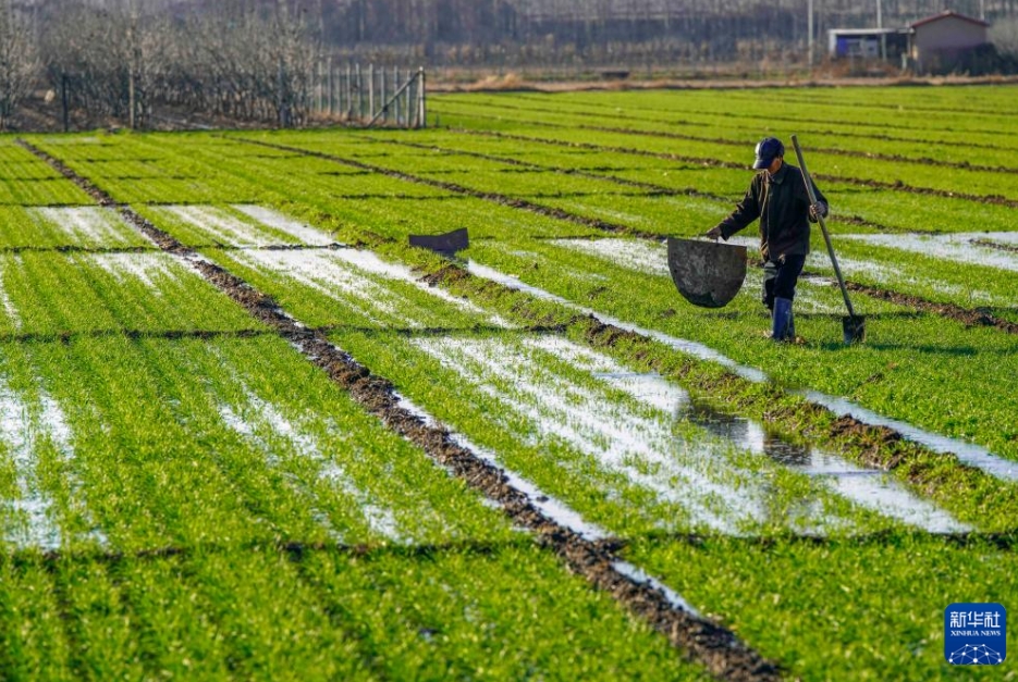 全國の冬小麥播種率が9割超に