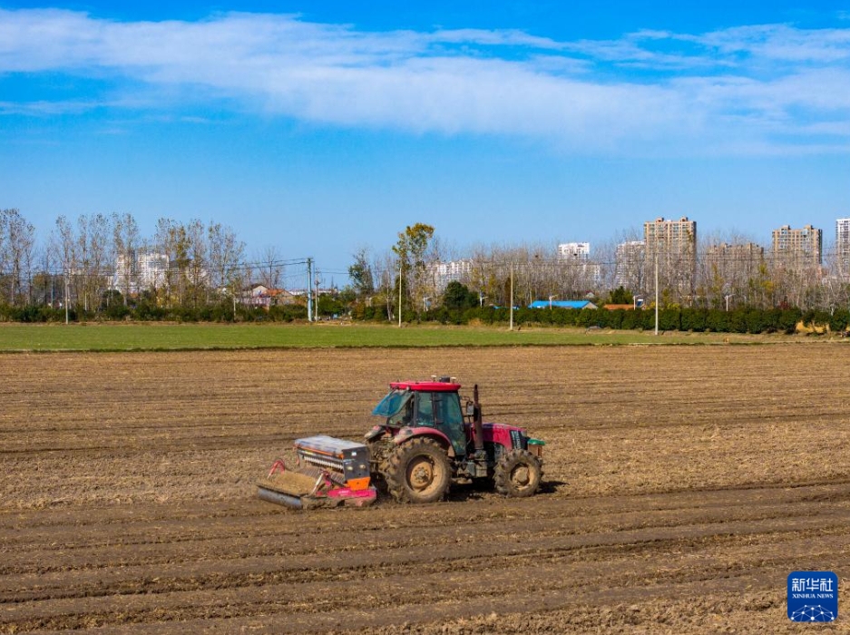 全國(guó)の冬小麥播種率が9割超に