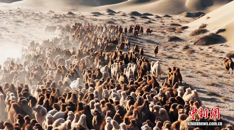 砂漠の中を移動するラクダ（撮影?礎(chǔ)魯）