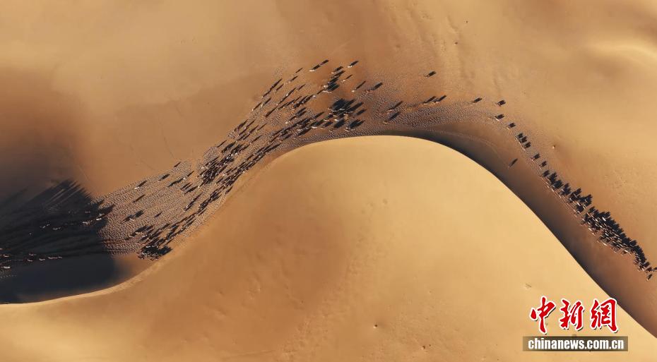 冬の砂漠を大移動(dòng)するラクダ　內(nèi)蒙古?阿拉善