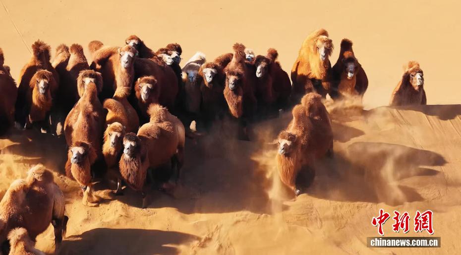 冬の砂漠を大移動(dòng)するラクダ　內(nèi)蒙古?阿拉善