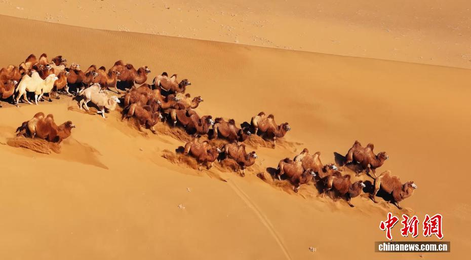 冬の砂漠を大移動するラクダ　內(nèi)蒙古?阿拉善