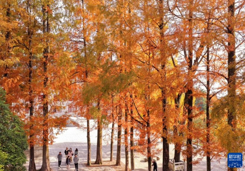 湖南省衡陽市の南岳衡山景勝地で、紅葉を鑑賞し、散策を楽しむ観光客（11月19日、ドローンによる撮影?曹正平）