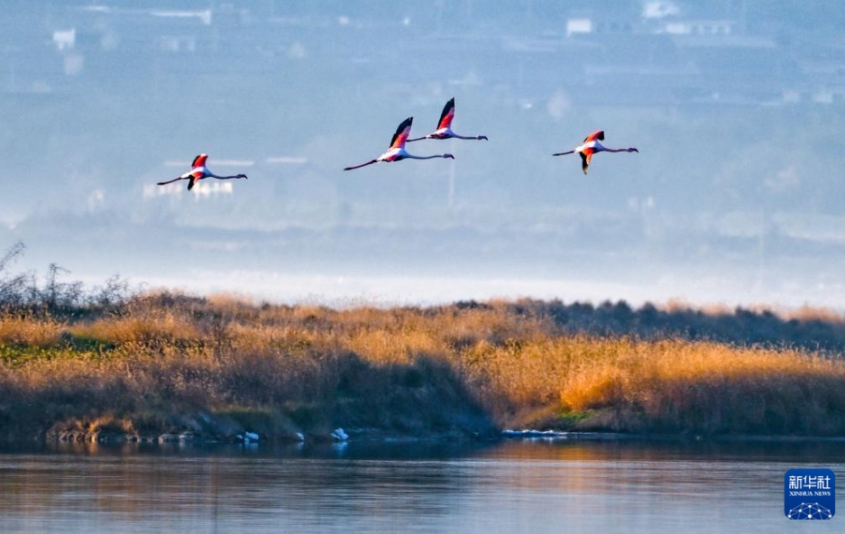 「冬のビューティーモード」中國(guó)各地に広がる初冬の絶景