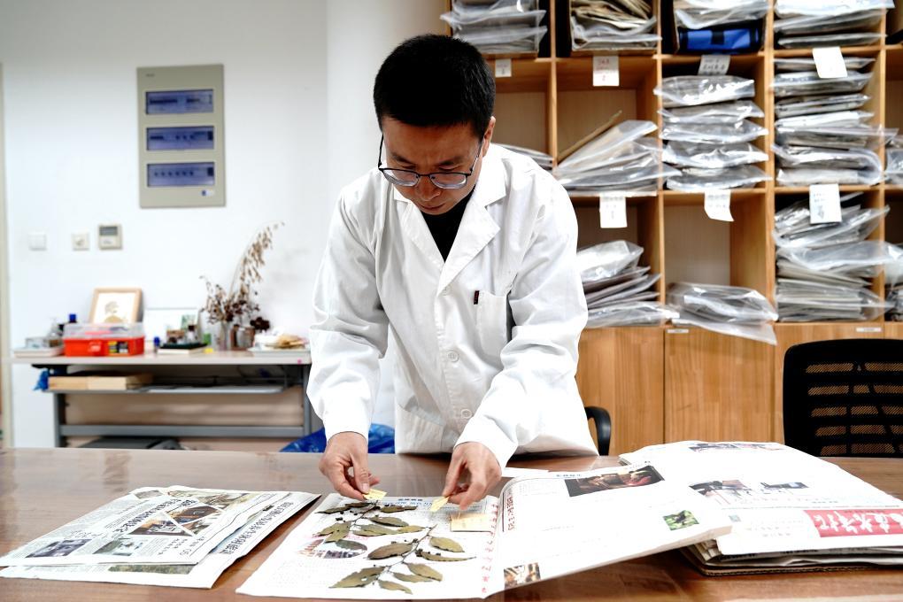 11月19日、辰山センター標(biāo)本館で新たに収集した種子の証明書標(biāo)本を整理する葛斌傑氏。撮影?張建松