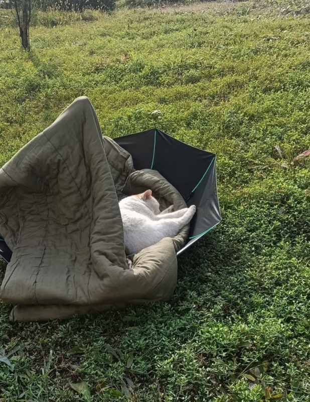 傘をひっくり返して干された布団で日向ぼっこするネコ