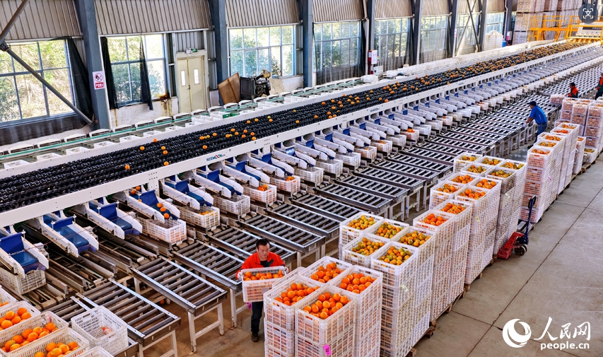 ネーブルオレンジ産業(yè)の発展に寄與する「スマート選果」　江西省安遠(yuǎn)