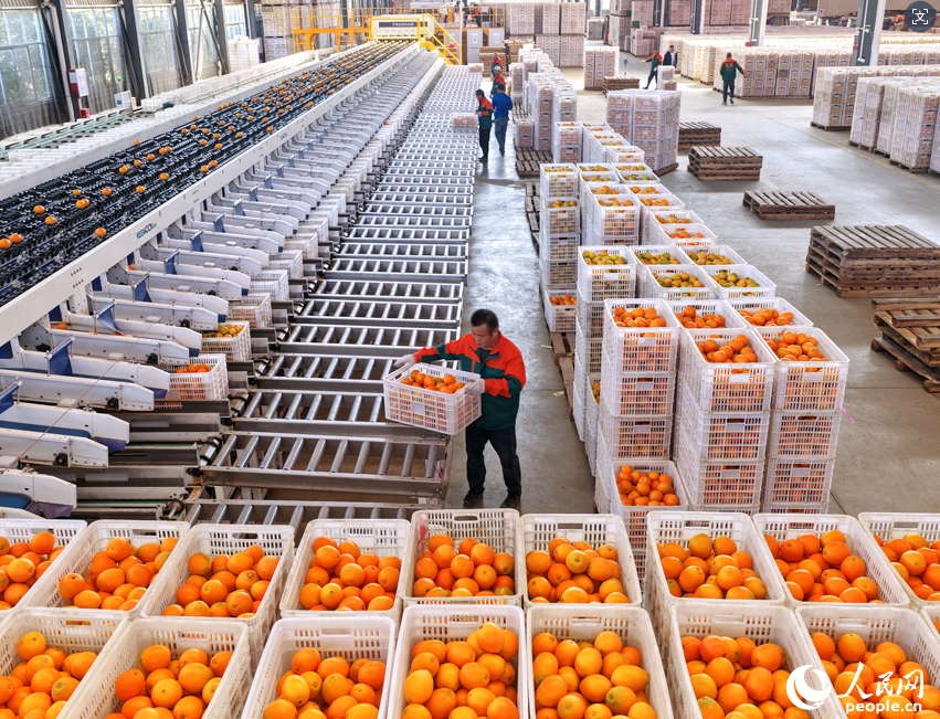 ネーブルオレンジ産業(yè)の発展に寄與する「スマート選果」　江西省安遠