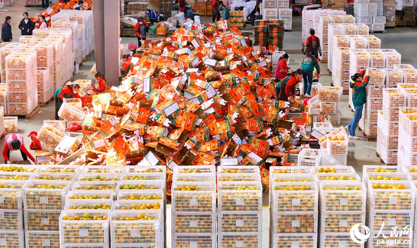 ネーブルオレンジ産業(yè)の発展に寄與する「スマート選果」　江西省安遠