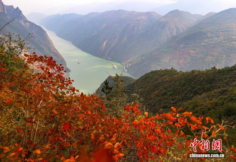長江巫峽の両岸を彩る鮮やかな紅葉　重慶市巫山