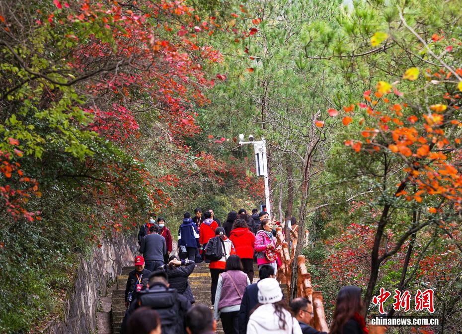 長江巫峽の両岸を彩る鮮やかな紅葉　重慶市巫山