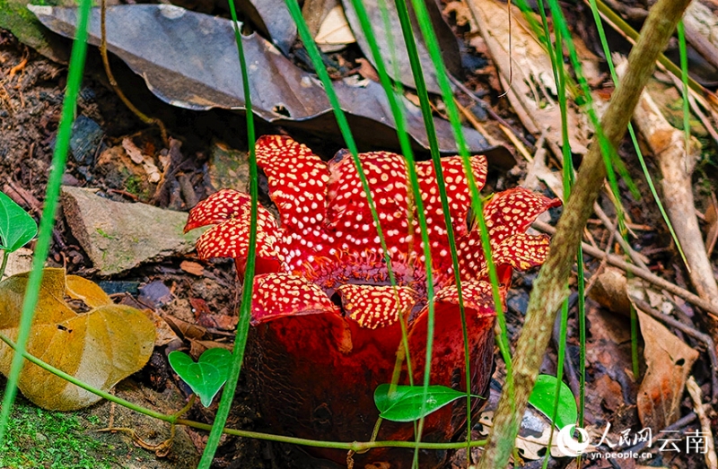 根も葉もない鮮やかな寄生花を雲(yún)南省で確認(rèn)