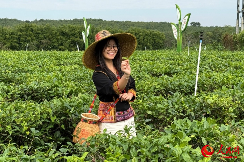 茶摘みを體験する人民網(wǎng)のベトナム人専門家（撮影?宋歌）。
