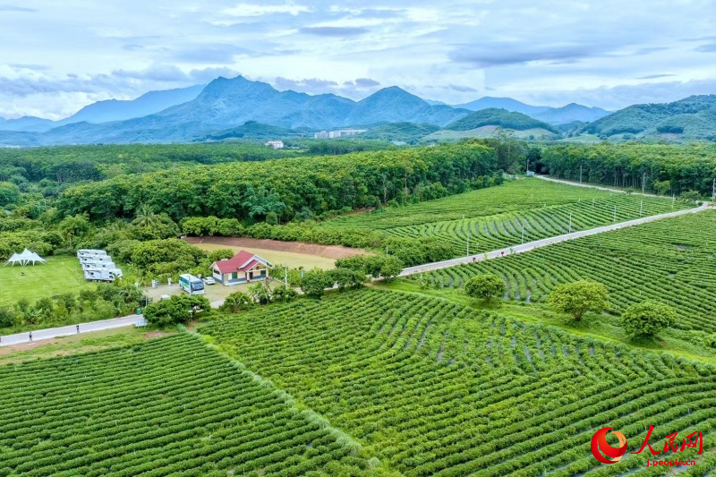 海南省白沙の有機栽培茶園の茶文化が外國人専門家を魅了