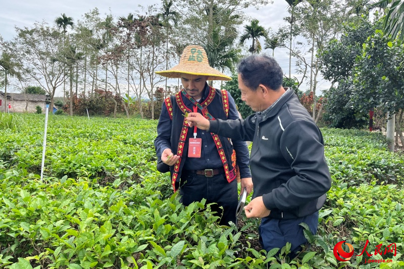 海南省白沙の有機栽培茶園の茶文化が外國人専門家を魅了