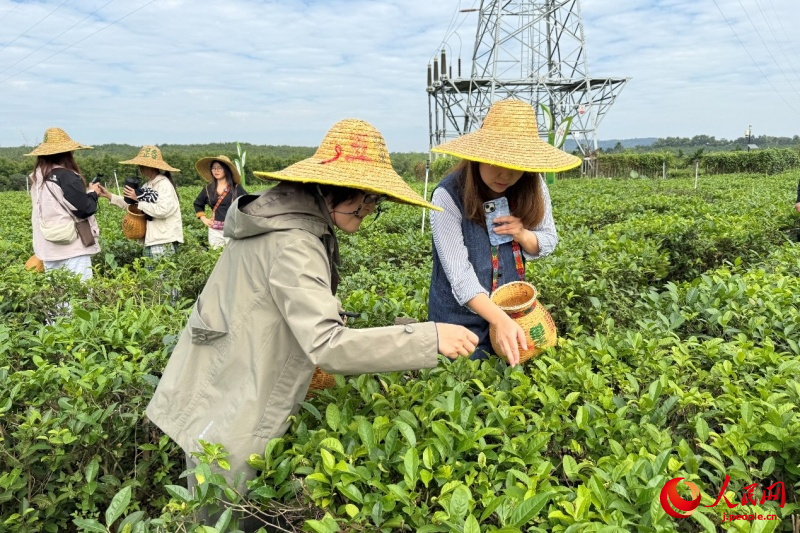 海南省白沙の有機栽培茶園の茶文化が外國人専門家を魅了