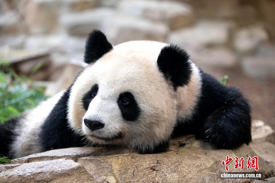 2022年1月に撮影された「歓歓」。（寫真提供?フランスのボーヴァル動(dòng)物園）