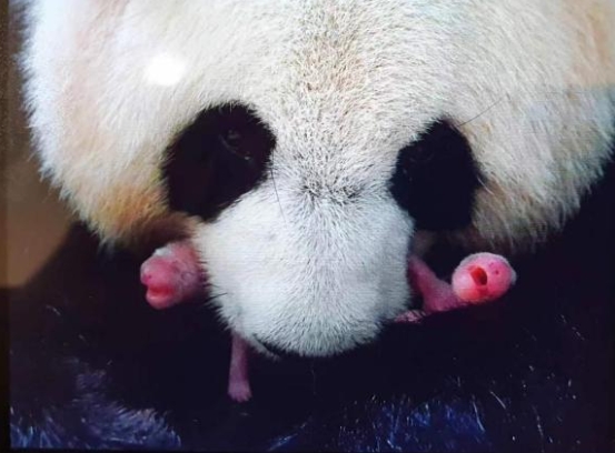 仏?ボーヴァル動(dòng)物園のパンダ「歓歓」と「圓仔」が無事帰國(guó)