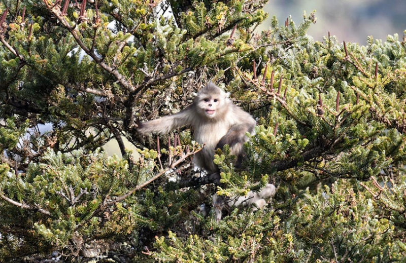 山を移動(dòng)する雲(yún)南キンシコウの群れの映像撮影に成功