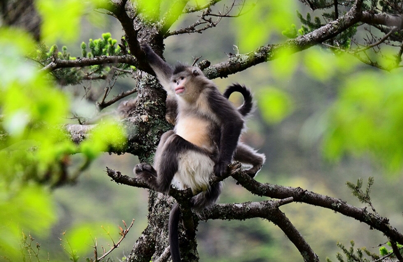 雲(yún)南雲(yún)竜天池國家級自然保護(hù)區(qū)內(nèi)で確認(rèn)された雲(yún)南キンシコウ。畫像提供?雲(yún)竜県メディアコンバージェンスセンター