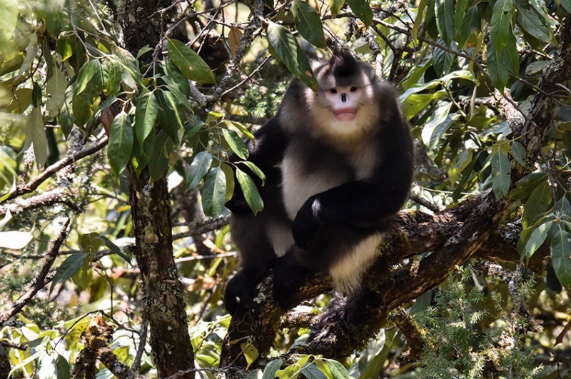 雲(yún)南雲(yún)竜天池國家級自然保護(hù)區(qū)內(nèi)で確認(rèn)された雲(yún)南キンシコウ。畫像提供?雲(yún)竜県メディアコンバージェンスセンター