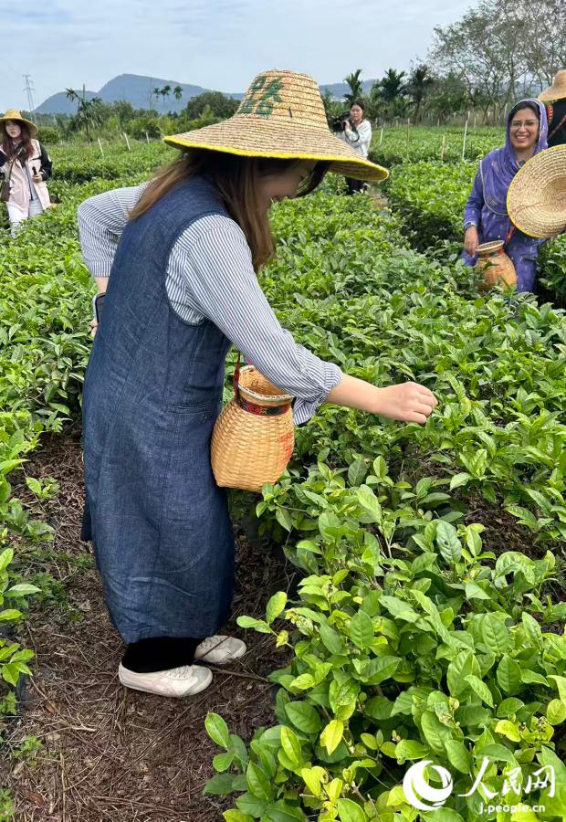 【旅するG姐～海南編④～】海南省で茶摘み體験！