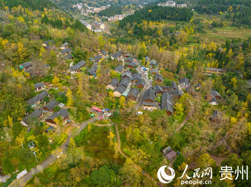 家屋と黃金色に染まったイチョウの木が「競(jìng)演」する妥楽村の風(fēng)景。撮影?陽(yáng)茜